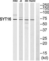 Synaptotagmin XVI rabbit pAb