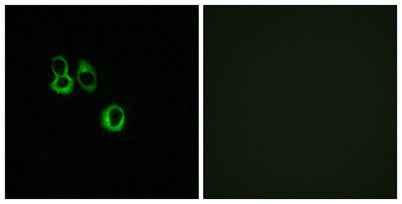 Olfactory receptor 3A2/3A3 rabbit pAb