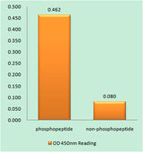 Caspase-9 (phospho Tyr153) rabbit pAb 50µL/100µL