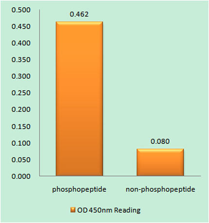 Caspase-9 (phospho Tyr153) rabbit pAb 50µL/100µL