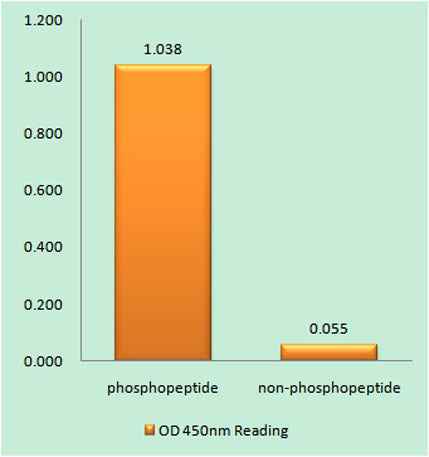 CaSR (phospho Thr888) rabbit pAb