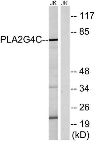 cPLA2-γ rabbit pAb