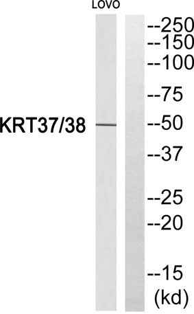 Keratin 37/38 rabbit pAb