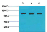 Actinin-α1 rabbit pAb