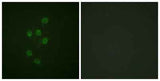 HDAC3 (phospho Ser424) rabbit pAb