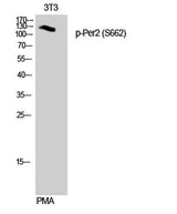 Per2 (phospho Ser662) rabbit pAb