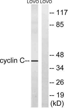 Cyclin C rabbit pAb