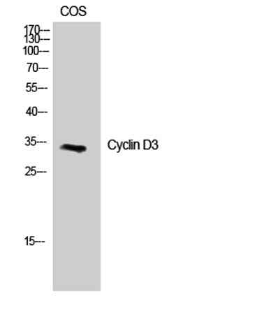 Cyclin D3 rabbit pAb