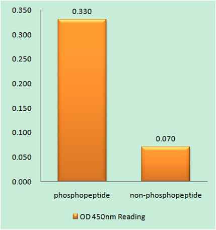Cyclin E1 (phospho Thr77) rabbit pAb