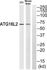 Atg16L2 rabbit pAb 50µL/100µL