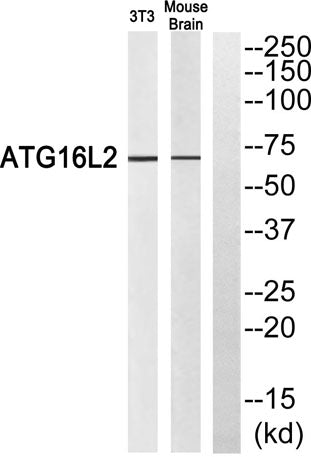 Atg16L2 rabbit pAb 50µL/100µL