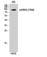MSK2 (phospho Thr568) rabbit pAb