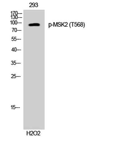 MSK2 (phospho Thr568) rabbit pAb