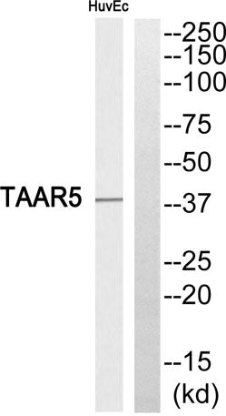 TAAR5 rabbit pAb 50µL/100µL