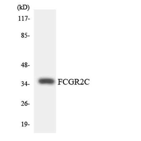 CD32-C rabbit pAb
