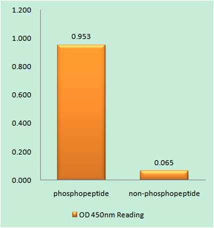 Hrs (phospho Tyr334) rabbit pAb