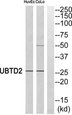 UBTD2 rabbit pAb