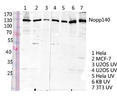 Nopp140 rabbit pAb