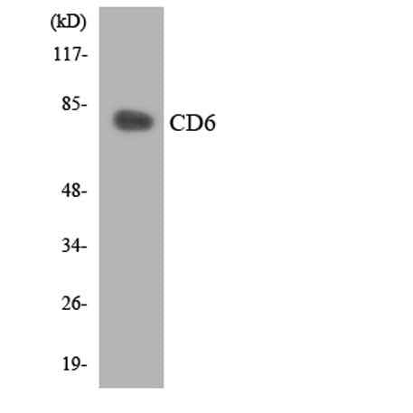 CD6 rabbit pAb