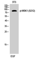 MSK1 (phospho Ser212) rabbit pAb 50µL/100µL