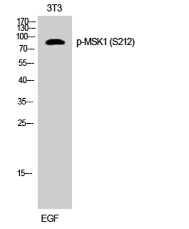 MSK1 (phospho Ser212) rabbit pAb 50µL/100µL