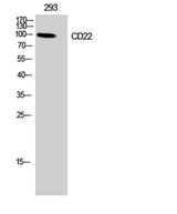 CD22 rabbit pAb