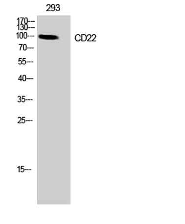 CD22 rabbit pAb