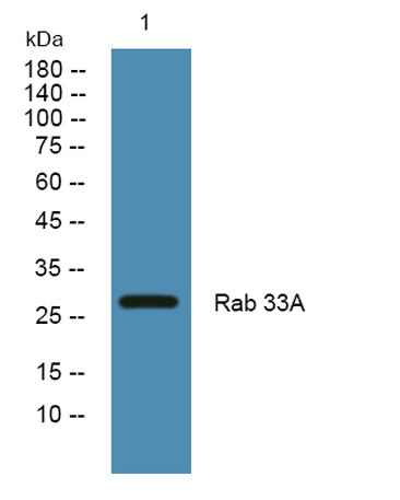 Rab 33A rabbit pAb