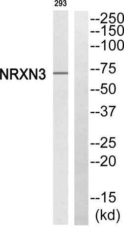 Neurexin IIIβ rabbit pAb