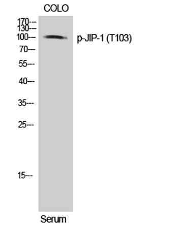 JIP-1 (phospho Thr103) rabbit pAb