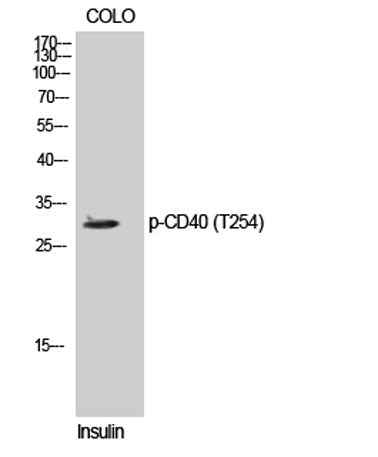CD40 (phospho Thr254) rabbit pAb