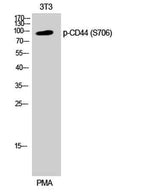 CD44 (phospho Ser706) rabbit pAb