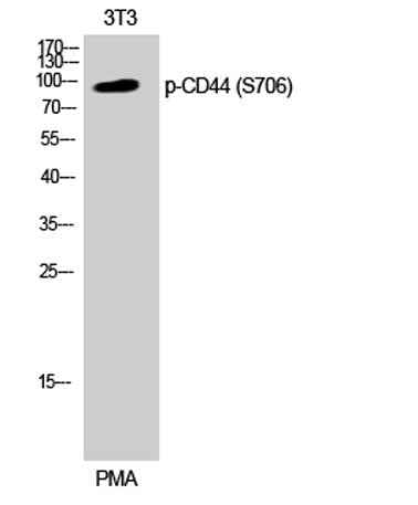 CD44 (phospho Ser706) rabbit pAb