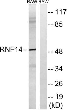ARA54 rabbit pAb