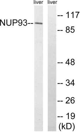 Nup93 rabbit pAb