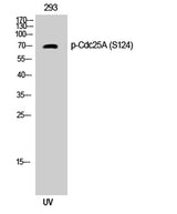Cdc25A (phospho Ser124) rabbit pAb 50µL/100µL