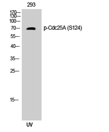 Cdc25A (phospho Ser124) rabbit pAb 50µL/100µL