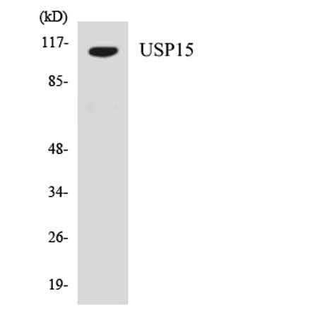 USP15 rabbit pAb