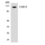 USP15 rabbit pAb