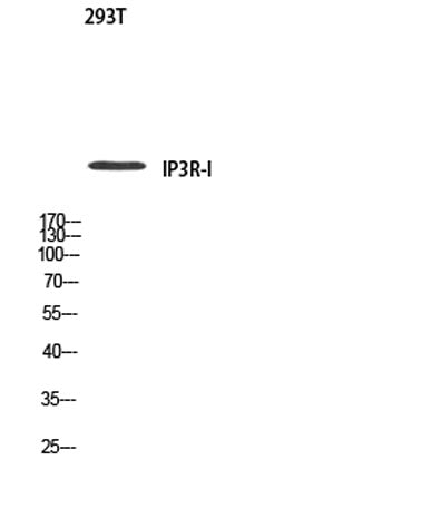 IP3R-I rabbit pAb 50µL/100µL