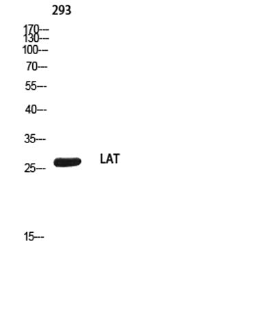 LAT rabbit pAb 50µL/100µL