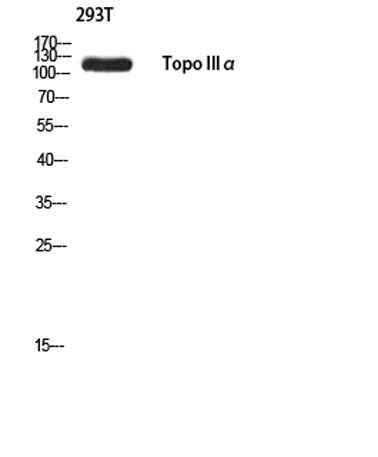 Topo IIIα rabbit pAb