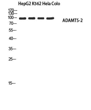 ADAMTS-2 rabbit pAb