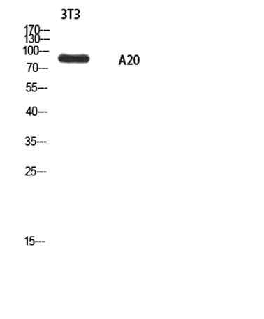 A20 rabbit pAb