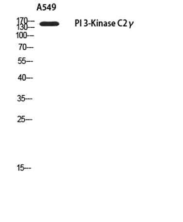 PI 3-Kinase C2γ rabbit pAb