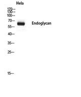 Endoglycan rabbit pAb