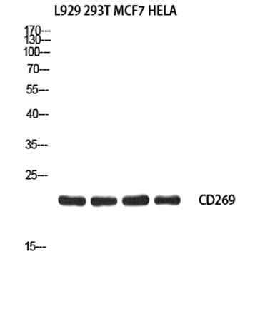 CD269 rabbit pAb