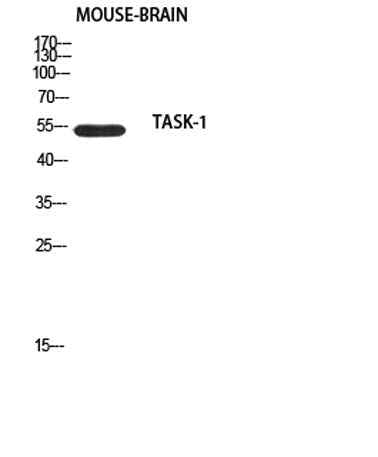 TASK-1 rabbit pAb