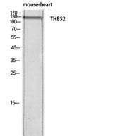 Thrombospondin 2 rabbit pAb
