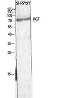 HGF rabbit pAb